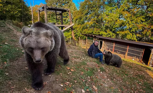 In this photo taken with a smartphone, Petar Pero Tubic sits with pet female bears Masa, right, and Ljiubica on Mount Ozren, near the town of Doboj, Bosnia, Sunday, Oct. 18, 2026.(AP Photo/Eldar Emric)