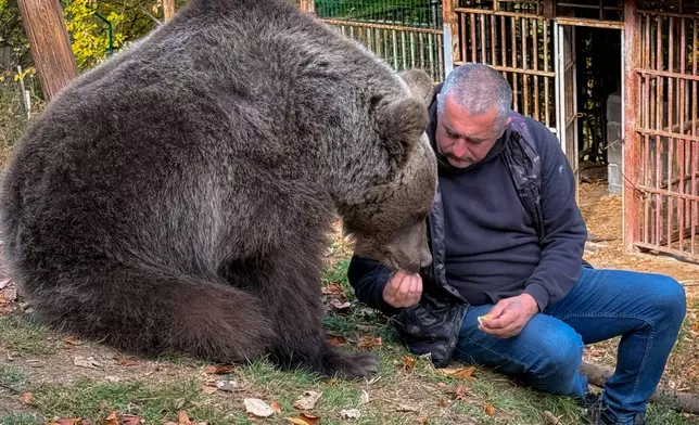 In this photo taken with a smartphone, Petar Pero Tubic sits near female bear Ljiubica on Mount Ozren, near the town of Doboj, Bosnia, Sunday, Oct. 18, 2026.(AP Photo/Eldar Emric)