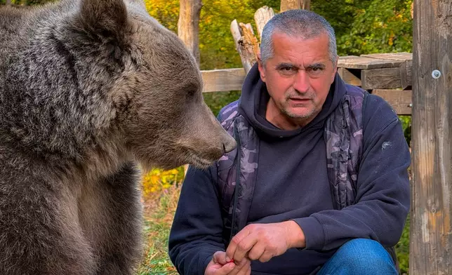 In this photo taken with a smartphone, Petar Pero Tubic sits near female bear Ljiubica on Mount Ozren, near the town of Doboj, Bosnia, Sunday, Oct. 18, 2026.(AP Photo/Eldar Emric)