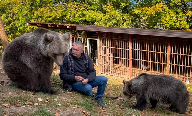 In this photo taken with a smartphone, Petar Pero Tubic sits with pet female bears Masa, right, and Ljiubica on Mount Ozren, near the town of Doboj, Bosnia, Sunday, Oct. 18, 2026.(AP Photo/Eldar Emric)
