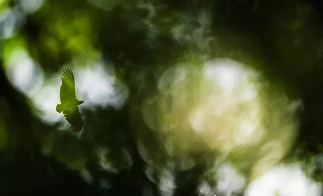 A king vulture flies in Ebbatop, Suriname, Sunday, Sept. 27, 2026. (AP Photo/Ivan Valencia)