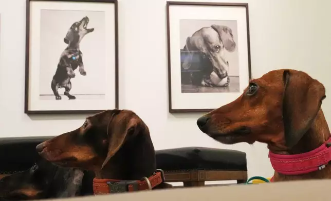 Dachshunds attend the exhibition "The Dachshund: An Icon off the Leash," dedicated to dachshunds in art, at Kunsthalle Bremen in Bremen, Germany, Thursday, Oct. 29, 2026. (AP Photo/Martin Meissner)
