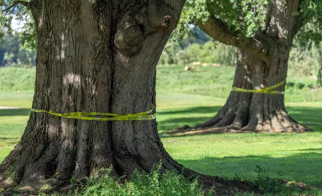 The trunks of large trees are wrapped in caution tape at the East Potomac Golf Links, Monday, Oct. 12, 2026, in Washington. (AP Photo/Mark Schiefelbein)