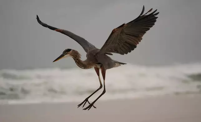A heron hunts along the rough surf as Hurricane Isaias approaches Pensacola Beach, Fla., Friday, Oct. 9, 2026. (AP Photo/Gerald Herbert)