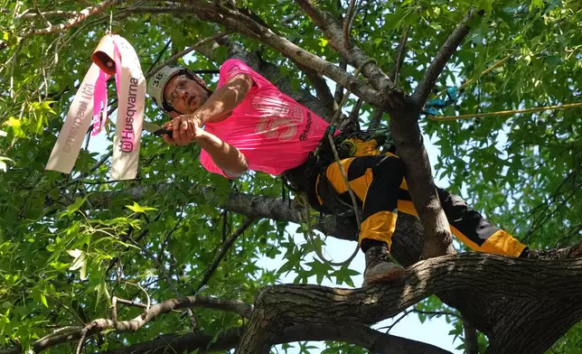 Frits Van der Werff, of Belgium, rings a bell as part of the Work Climb event, testing a climbers ability to move quickly and safely about a tree, during the International Tree Climbing Championship Friday, Oct. 9, 2026, in St. Louis. (AP Photo/Jeff Roberson)