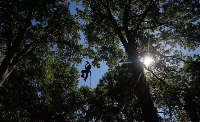 Joseph Shultz competes in a timed event known as the Ascent as he goes up against nearly 100 professional tree climbers from around the world on the first day of the three-day International Tree Climbing Championship Friday, Oct. 9, 2026, in St. Louis. (AP Photo/Jeff Roberson)