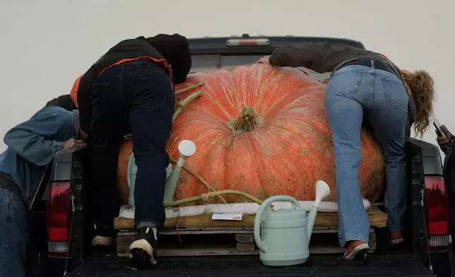 People prepare a pumpkin for the Safeway World Championship Pumpkin Weigh-Off, Monday, Oct. 12, 2026, in Half Moon Bay, Calif. (AP Photo/Jeff Chiu)