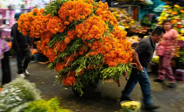 A porter moves bundles of cempasúchil, or marigold flowers through the Mercado de Jamaica where the blooms are sold for Day of the Dead offerings, in Mexico City, Saturday, Oct. 24, 2026. (AP Photo/Marco Ugarte)
