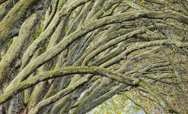 A couple holding hands beneath autumnal plane trees at Lake Baldeney in Essen, Germany, Monday, Oct. 26, 2026. (AP Photo/Martin Meissner)