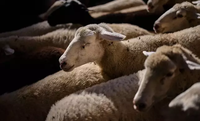 A herd of sheep is guided through central Madrid, Spain, during the annual transhumance parade in defense of ancient grazing and migration rights, Sunday, Oct. 25, 2026. (AP Photo/Bernat Armangue)