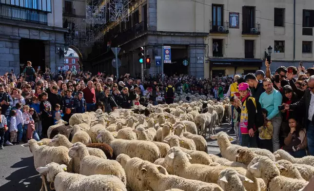 A herd of sheep is guided through central Madrid, Spain, during the annual transhumance parade in defense of ancient grazing and migration rights, Sunday, Oct. 25, 2026. (AP Photo/Bernat Armangue)