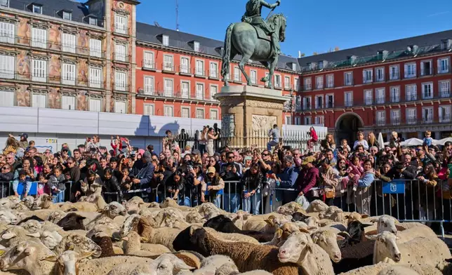 A herd of sheep is guided through central Madrid, Spain, during the annual transhumance parade in defense of ancient grazing and migration rights, Sunday, Oct. 25, 2026. (AP Photo/Bernat Armangue)
