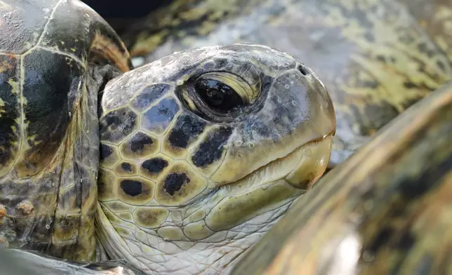 Green sea turtles wait for their release back into the ocean after they were found on an empty boat seemingly abandoned by poachers fleeing a police raid, in Serangan, Bali island, Indonesia, Tuesday, Oct. 13, 2026. (AP Photo/Firdia Lisnawati)