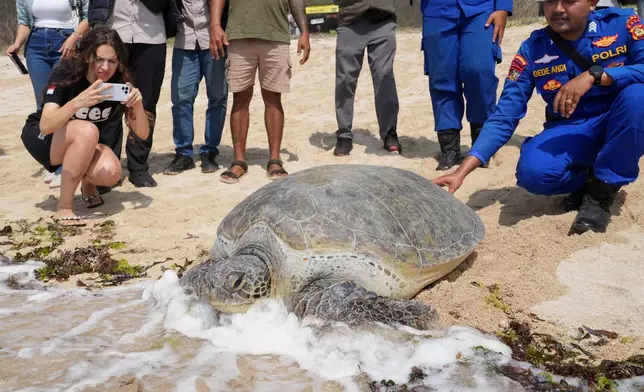Police officers and activists release green sea turtles back into the ocean after they were found on an empty boat seemingly abandoned by poachers fleeing a police raid, at Serangan Beach on Bali island, Indonesia, Tuesday, Oct. 13, 2026. (AP Photo/Firdia Lisnawati)