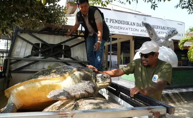 A police officer and an activist load green sea turtles onto the back of a truck to be released back into the ocean after they were found on an empty boat seemingly abandoned by poachers fleeing a police raid, in Serangan, Bali island, Indonesia, Tuesday, Oct. 13, 2026. (AP Photo/Firdia Lisnawati)