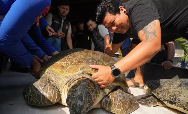 Police officers and activists prepare to release green sea turtles back into the ocean after they were found on an empty boat seemingly abandoned by poachers fleeing a police raid, in Serangan, Bali island, Indonesia, Tuesday, Oct. 13, 2026. (AP Photo/Firdia Lisnawati)