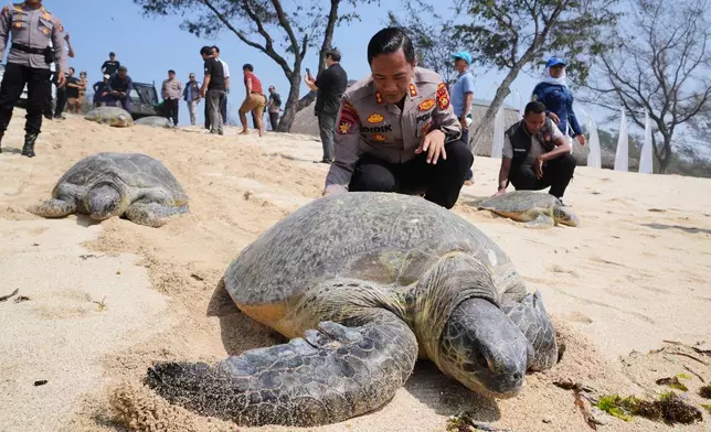 Police officers release green sea turtles back into the ocean at the Serangan Beach, after they were found and seized on an empty boat seemingly abandoned by wildlife smugglers fleeing a police raid, Bali island, Indonesia, Tuesday, Oct. 13, 2026. (AP Photo/Firdia Lisnawati)