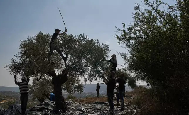 A Palestinian family harvest olives in a valley in the West Bank town of Birzeit, Friday, Oct. 9, 2026. (AP Photo/Leo Correa)