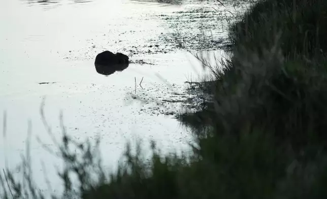 A beaver sits in the Green River, Thursday, Aug. 20, 2026, near Green River, Wyo. (AP Photo/Brittany Peterson)