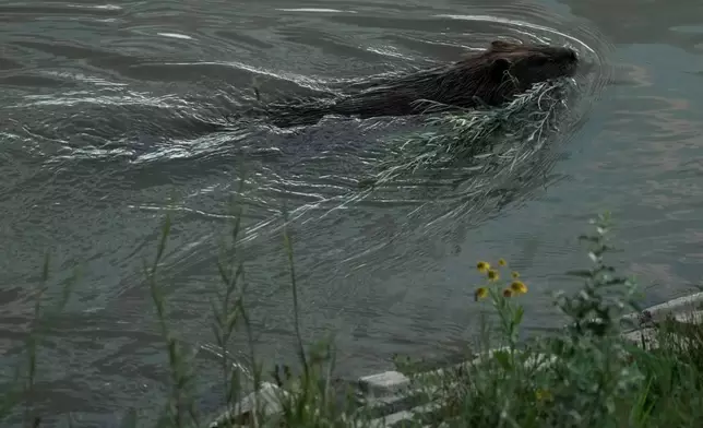 A beaver swims in the Green River, Thursday, Aug. 20, 2026, near Green River, Wyo. (AP Photo/Brittany Peterson)
