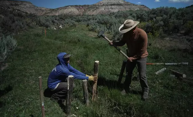 Workers build a beaver dam on Spring Creek, Thursday, Aug. 20, 2026, near Rock Springs, Wyo. (AP Photo/Brittany Peterson)