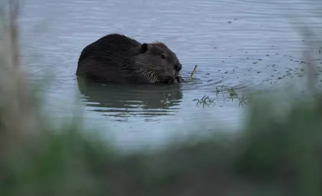 A beaver sits in the Green River, Thursday, Aug. 20, 2026, near Green River, Wyo. (AP Photo/Brittany Peterson)