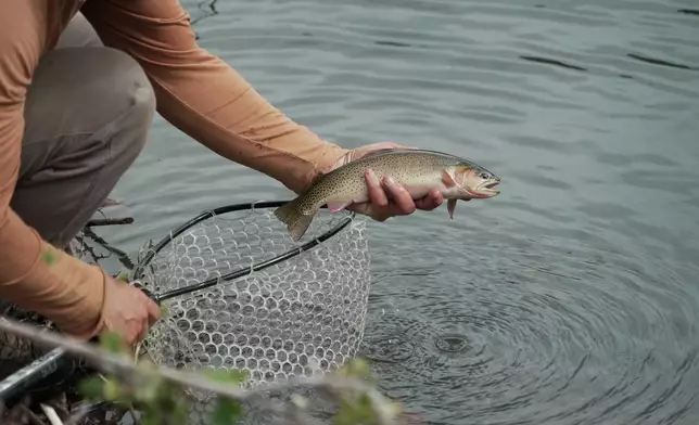 Nick Walrath holds a trout at Trout Creek, Thursday, Aug. 20, 2026, near Rock Springs, Wyo. (AP Photo/Brittany Peterson)
