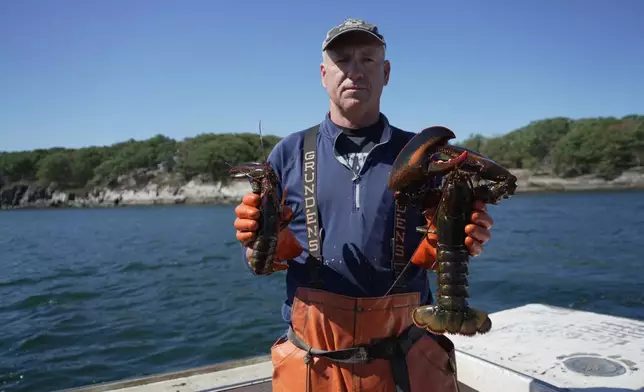Lobsterman Dan Train showing some of the largest lobsters recovered from a lobster trap while out fishing with his brother in Casco Bay, Maine, on Wednesday, Sept. 16, 2026. (AP Photo/Rodrique Ngowi)