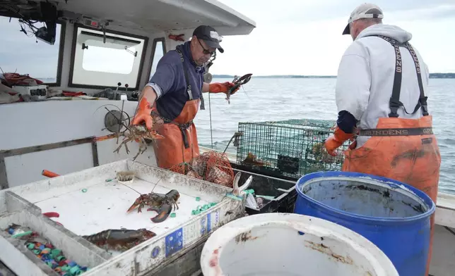 Lobsterman Steve Train, left, puts a lobster recovered from a trap on a table on the fishing boat while his brother, Dan Train, moves to help in Casco Bay, Maine, on Wednesday, Sept. 16, 2026. (AP Photo/Rodrique Ngowi.)