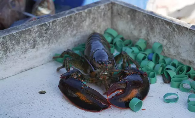 A lobster sits among rubber bands on a fishing boat shortly after it was recovered by lobsterman Steve Train and his brother, Dan Train, in Casco Bay, Maine, on Wednesday, Sept. 16, 2026. (AP Photo/Rodrique Ngowi.)