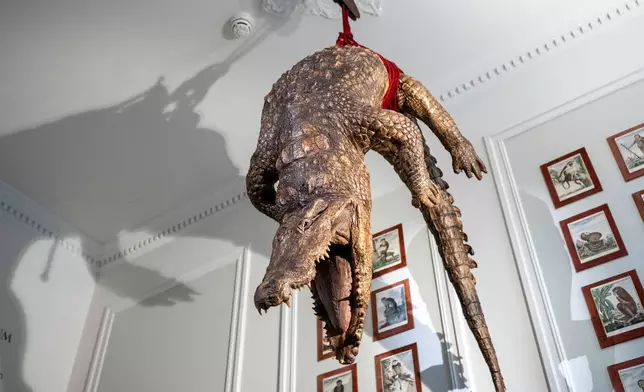 A crocodile stares down at the entrance of the Art Zoo in Amsterdam, Netherlands, on Oct. 27, 2026. (AP Photo/Patrick Post)