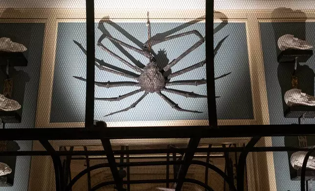 A Japanese giant spider crab stretches its legs above a doorway at the Art Zoo in Amsterdam, Netherlands, on Oct. 27, 2026. (AP Photo/Patrick Post)