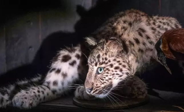 A cheetah slouches in an alcove at the Art Zoo in Amsterdam, Netherlands, on Oct. 27, 2026. (AP Photo/Patrick Post)