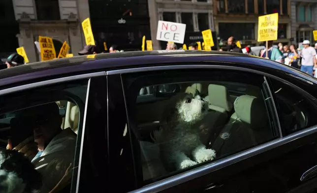 A dog barks in a vehicle as people gather at Herald Square to protest the Oct. 8 shooting involving U.S. Immigration and Customs Enforcement (ICE) on Saturday, Oct. 10, 2026, in New York(AP Photo/Angelina Katsanis)