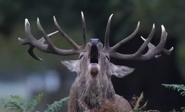 A stag bellows during the rutting season in Bushy Park, London, Monday, Oct. 5, 2026. (AP Photo/Alastair Grant)