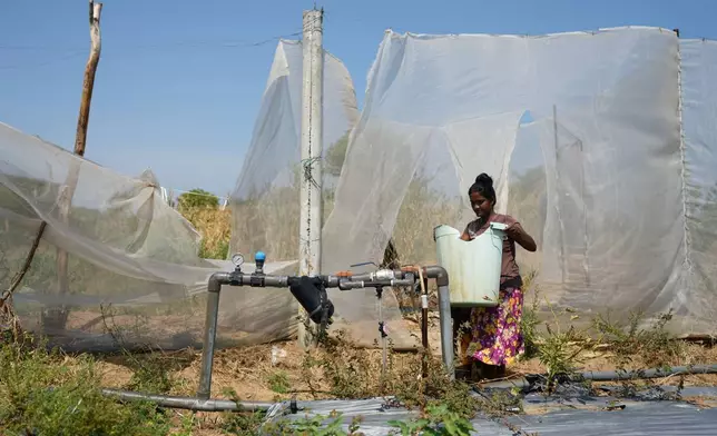 Pathmini Ariyadasa removes a container from her drought hit vegetable field in Medirigiriya, Sri Lanka, Sunday, Sept. 13, 2026. (AP Photo/Eranga Jayawardena)