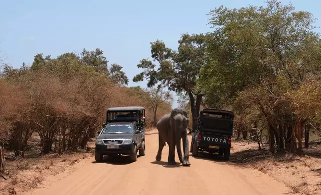 A wild elephant roams as safari jeeps carrying tourists approach in Yala National Park in Yala, Sri Lanka, Friday, Sept. 11, 2026. (AP Photo/Eranga Jayawardena)