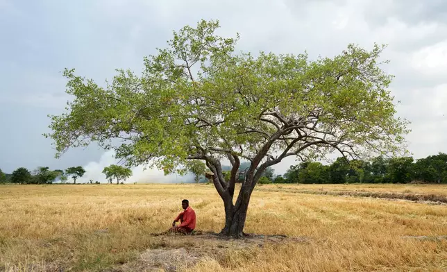 Vidanaarachchige Wimalasuriya sits under a tree in his paddy field, where his crops failed weeks ago due to drought in Medirigiriya, Sri Lanka, Sunday, Sept. 13, 2026. (AP Photo/Eranga Jayawardena)