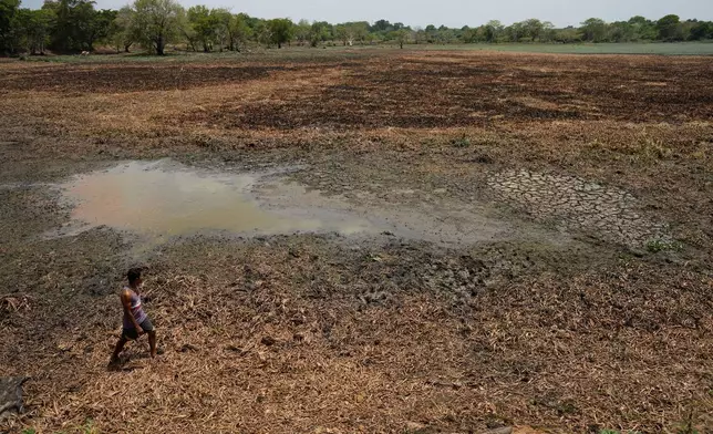 Indika Nuwankumara searches for water in an irrigation tank that dried up due to drought in Medirigiriya, Sri Lanka, Sunday, Sept. 13, 2026. (AP Photo/Eranga Jayawardena)
