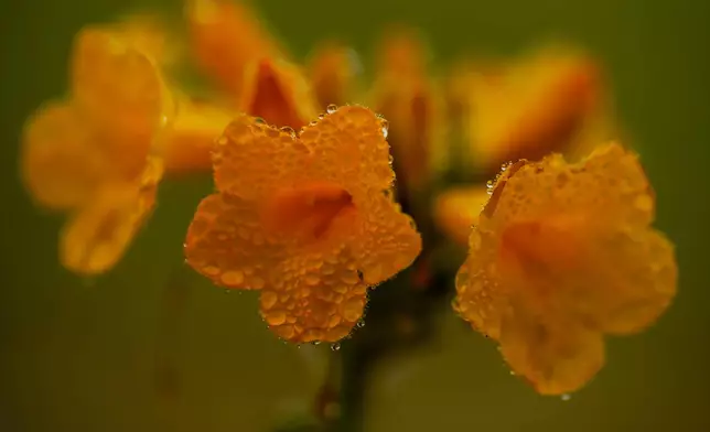 Dew droplets cling to a flower among a carpet of blooms covering the Atacama Desert near Copiapo, Chile, Friday, Sept. 25, 2026. (AP Photo/Esteban Felix)