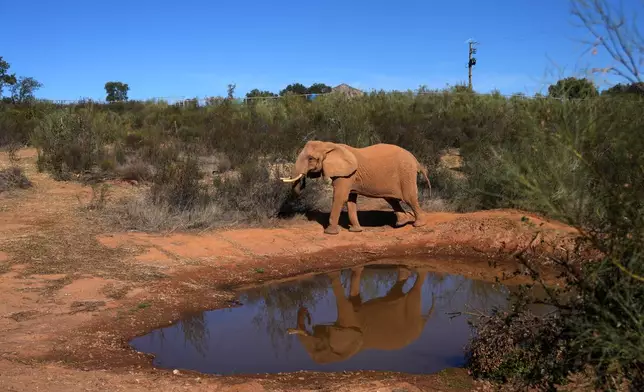 Julie, the last circus elephant in Portugal, explores her new home, a recently inaugurated 1,000 acre elephant sanctuary in Alandroal, southern Portugal, Thursday, Oct. 22, 2026, that hopes in the future to receive other elephants from circuses and zoos in Europe. (AP Photo/Ana Brigida)