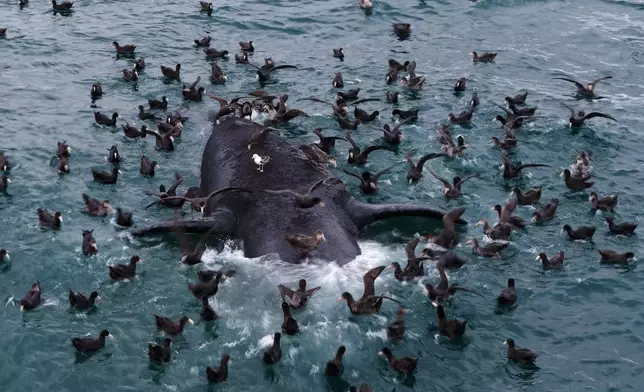 Seabirds perch on the carcass of a southern right whale off El Doradillo Beach near Puerto Madryn, Argentina, Wednesday, Sept. 30, 2026. (AP Photo/Maxi Jonas)