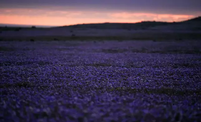A carpet of flowers covers the Atacama Desert after rains near Copiapo, Chile, Thursday, Sept. 24, 2026. (AP Photo/Esteban Felix)