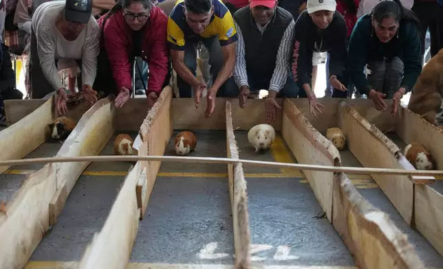 Competitors race guinea pigs during celebrations marking the 107th anniversary of the canton of Salcedo, Ecuador, Saturday, Sept. 26, 2026. (AP Photo/Dolores Ochoa)