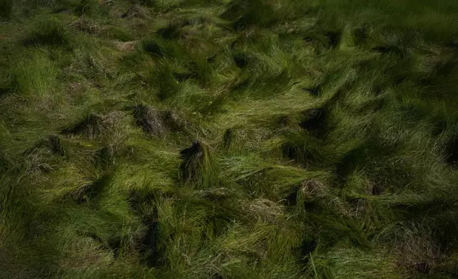 Sweetgrass grows among a variety of grasses in Bass Harbor Marsh in Acadia National Park on Mount Desert Island in Maine on Friday, July 10, 2026. (AP Photo/Jessie Wardarski)