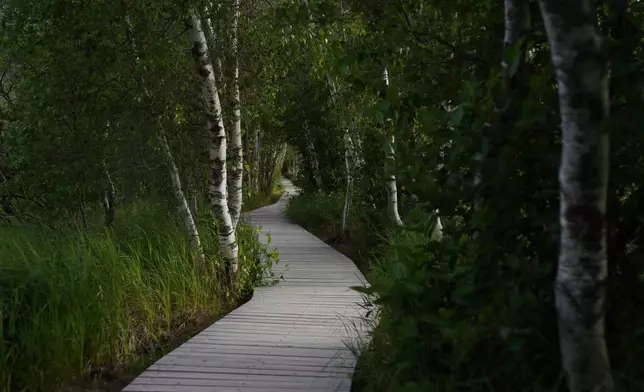 A walkway winds through the Great Meadow Wetland at Acadia National Park on Mount Desert Island in Maine, on Saturday, July 11, 2026. (AP Photo/Jessie Wardarski)