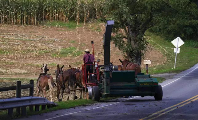 A man from the Plain community harvests crops in Intercourse, Pa., on Thursday, Oct. 8, 2026. (AP Photo/Jessie Wardarski)