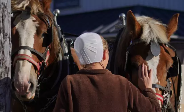 A member of the Plain community tends to horses at The Green Dragon Farmers Market and Auction in Ephrata, Pa., on Friday, Oct. 9, 2026. (AP Photo/Jessie Wardarski)
