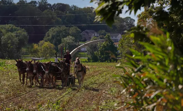 A member of the Plain community harvests crops in Intercourse, Pa., on Thursday, Oct. 8, 2026. (AP Photo/Jessie Wardarski)