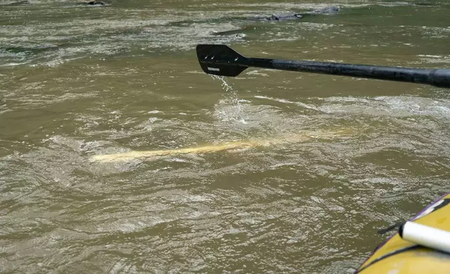 A worker from Mountain True paddles past Ipex PVC pipe from the riverbank Wednesday, July 22, 2026, in Alexander, N.C. (AP Photo/Allison Joyce)
